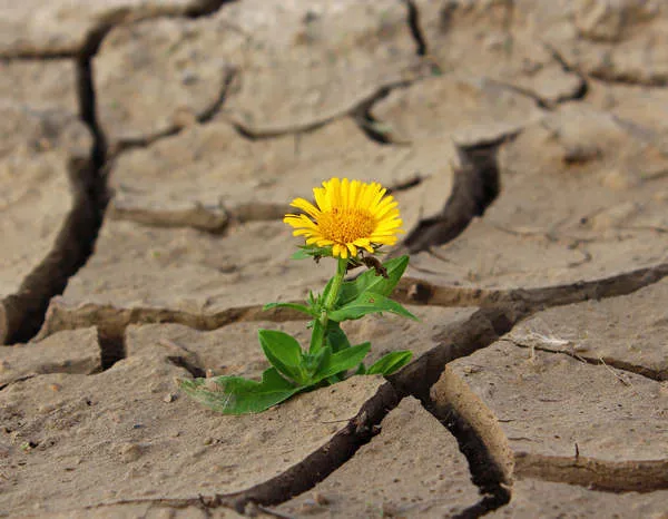 The Purpose For Suffering & Hardship